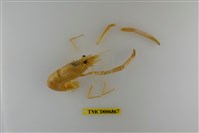 藏品(粗糙沼蝦)的圖片